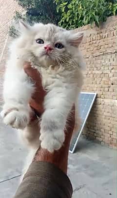 Cat tripel cote