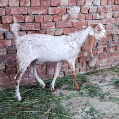 Makhi cheena Bakra for sale - Age 7 months