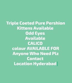 Pure Pershion Triple Coet Kittens Available