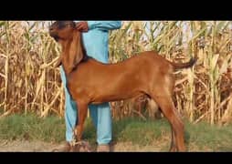 2 Dante  Bakra Qurbani