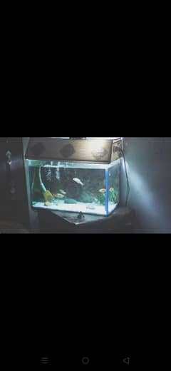 fish aquarium