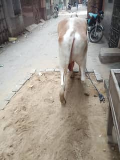 2 dant male cow 2/5 mann white color 1 lac 70