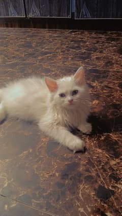 white Persian kittens pair