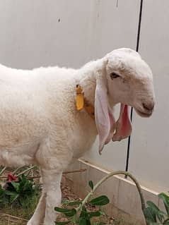 Larkana Dumba