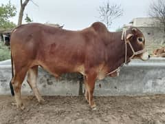 Qurbani