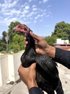 Aseel murgi For sale