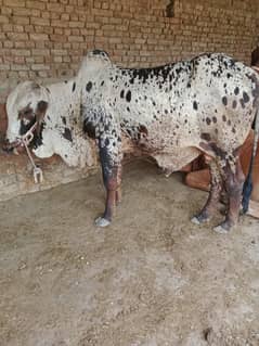 Bulls / Bufflao / بھینس / Desi Cow / 2Dant / بچرا /QUrbani Janwar 2025