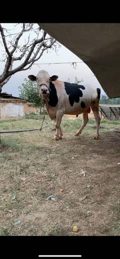 Bull