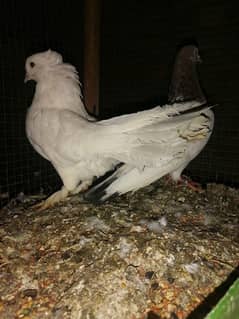 pigeons