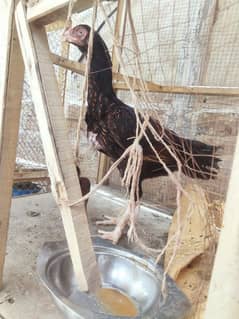 aseeel murgii for sell