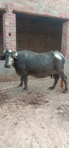 Buffalo
