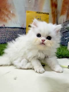 pure Persian white male kitten