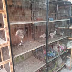 pinjra available