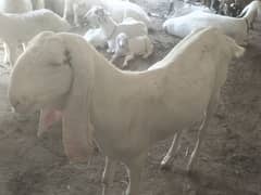 2 qurbai Bkray
