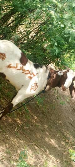 Qurbani