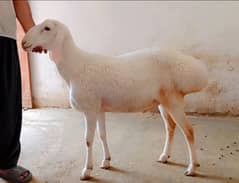 Sheep