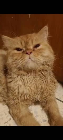 persian punch face