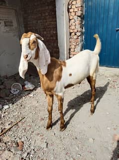 QURBANI 2025