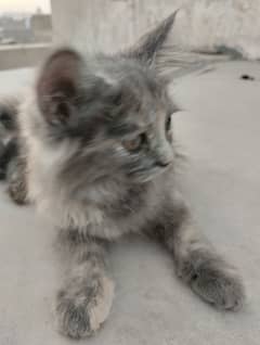 Persian kitten