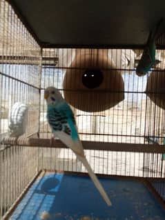 3 pairs Australian parrot available