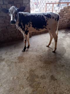 cross bachri