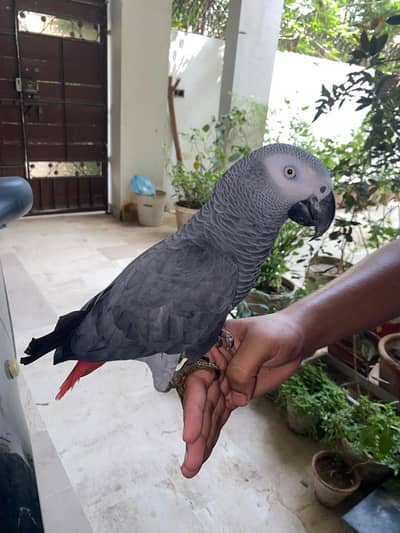 Fully hand tamed and talkative grey parrot