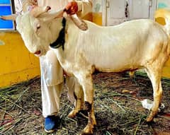 bakra
