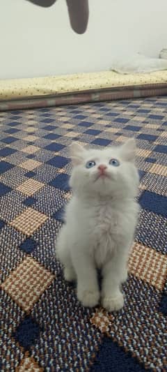 white cat