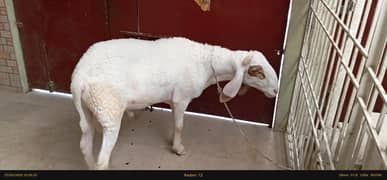 sheep