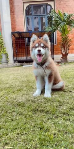 Siberian