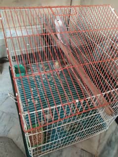cocktail pair with cage and living box