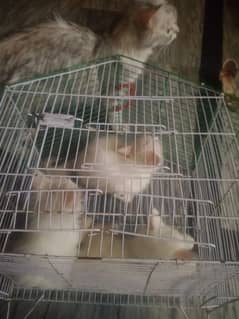 3 baby kittens one male 2 female and mom cat for sale just in 12000