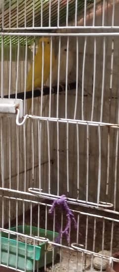 love birds with cage, Australian Red eyes with cage