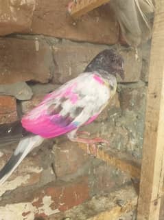 aseel pigeon