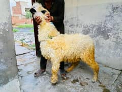 bhair