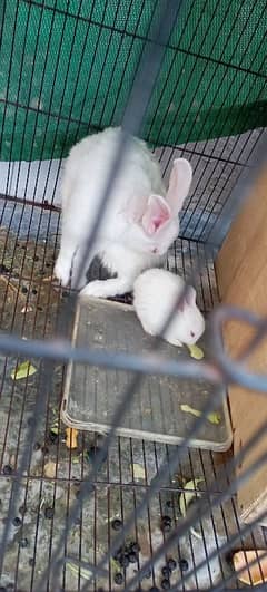 Red Eyes White Rabbits for sale
