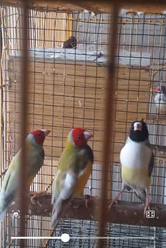 Gouldian