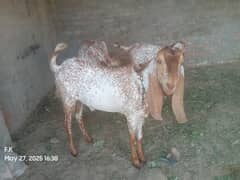 Bakra