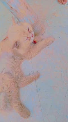 PERSIAN MALE ADULT CAT