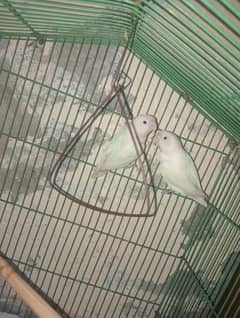 love bird