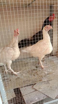 3 top quality pure white Heera female urgent for sale egg dy rhi hai