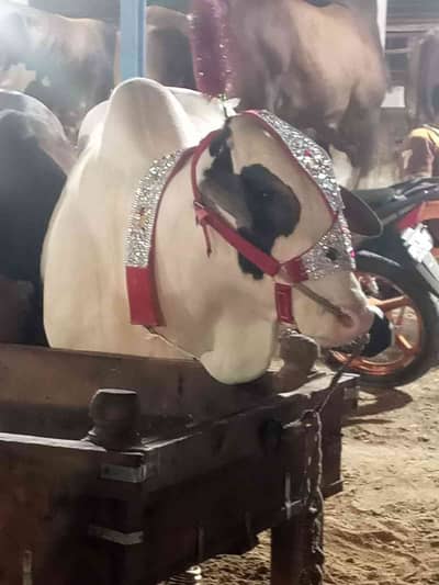 shani 