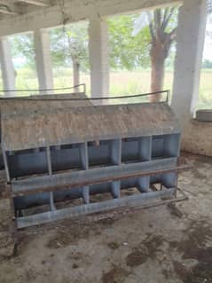 Golden misri | hens | murghi | eggs | nesting box | poultry farm