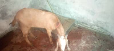 BAKRA SALE