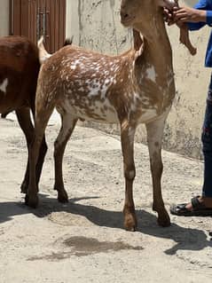 Bakra
