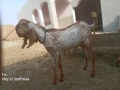 Bakra