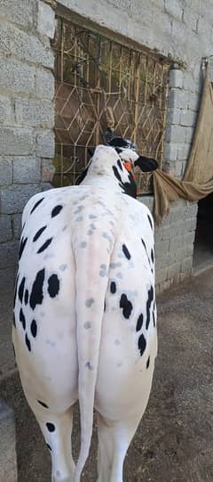 for