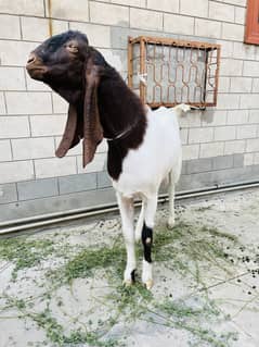 Show quality Sindhi/Rajanpori breed Bakra
