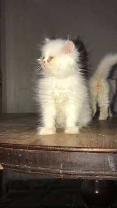 punch face kitten triple coated