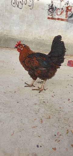 egg laying hen